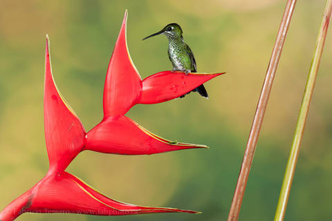 GREEN CROWNED BRILLIANT at HELICONIA