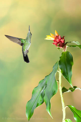 GREEN CROWNED BRILLIANT at COSTUS FLOWER