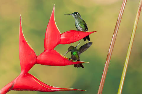 GREEN CROWNED BRILLIANTS at HELICONIA