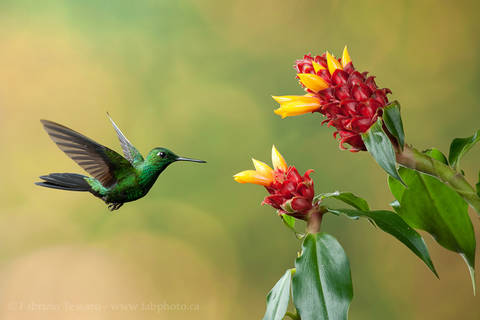 GREEN CROWNED BRILLIANT at COSTUS FLOWER