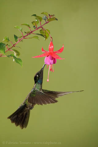 MAGNIFICENT HUMMINGBIRD at FUCHSIA 