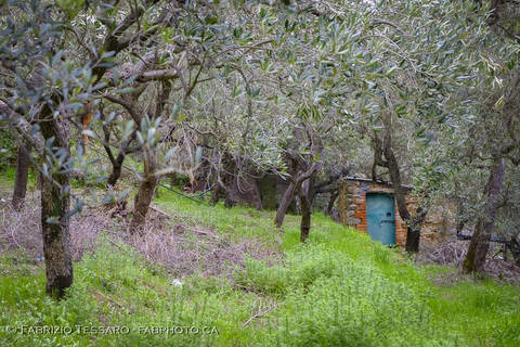 Corniglia Hiking Trail