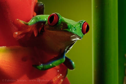 ROGER the RED-EYED TREE FROG