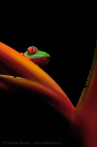 ROGER the RED-EYED TREE FROG