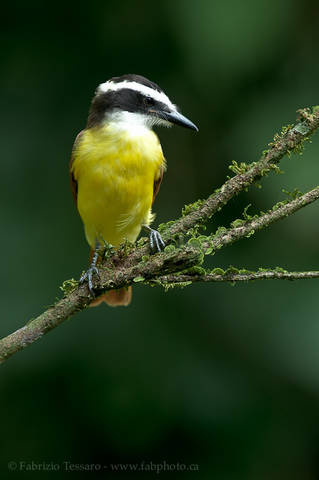 GREAT KISKADEE