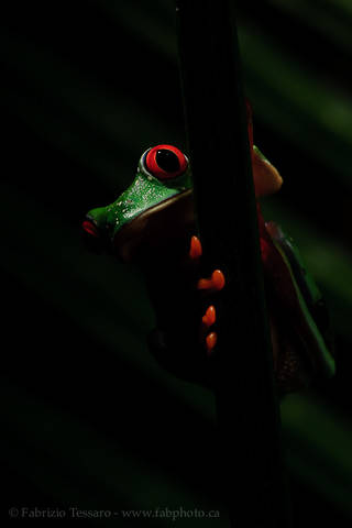 ROGER the RED-EYED TREE FROG