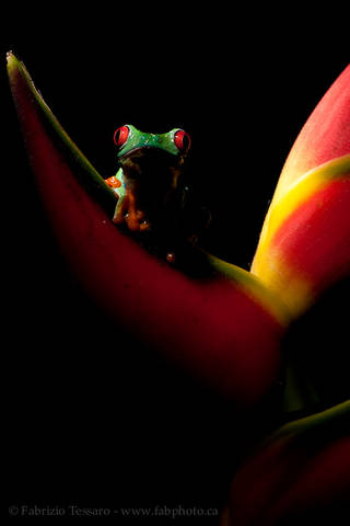 ROGER the RED-EYED TREE FROG