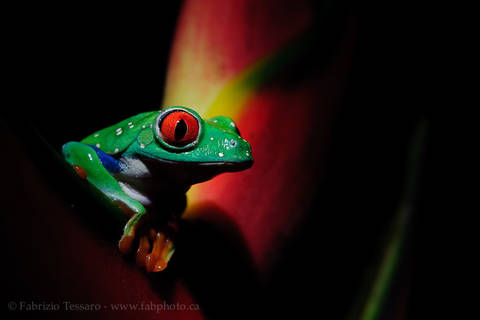 ROGER the RED-EYED TREE FROG