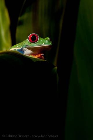 ROGER the RED-EYED TREE FROG