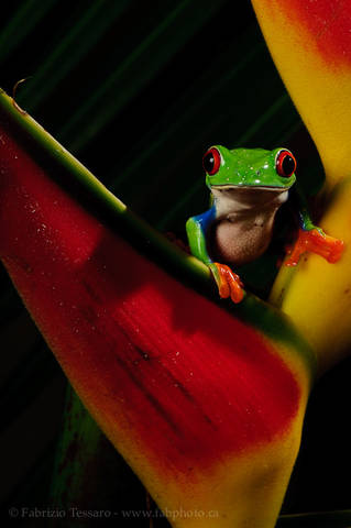 ROGER the RED-EYED TREE FROG