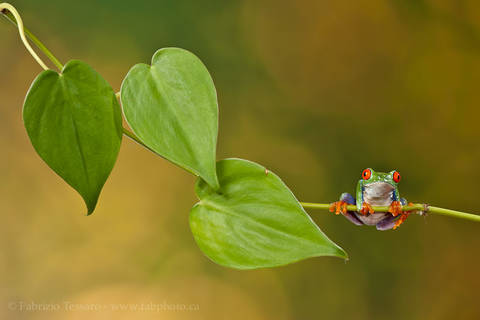 ROGER the RED-EYED TREE FROG