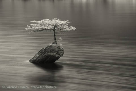 Miyagi Bonsai