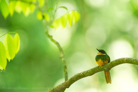 RUFOUS TAILED JACAMAR