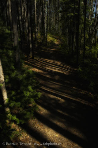 TRAIL at HERBERT LAKE