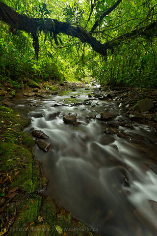 RAINFOREST STREAM