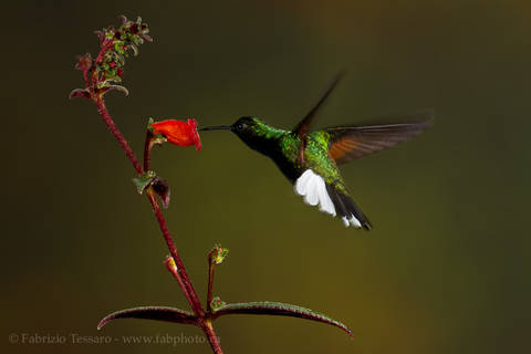 BLACK BELLIED HUMMINGBIRD