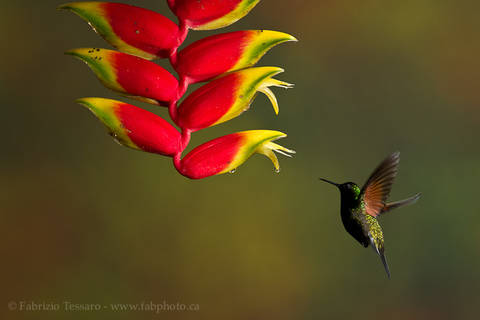 BLACK BELLIED HUMMINGBIRD at HELICONIA