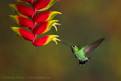 GREEN CROWNED BRILLIANT at HELICONIA 