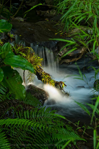 RAINFOREST STREAM