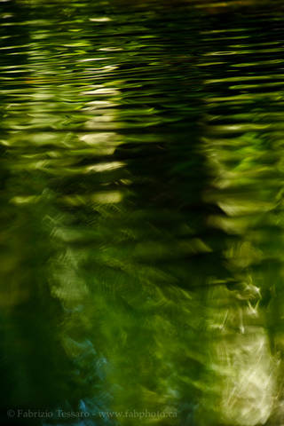 RAINFOREST REFLECTIONS