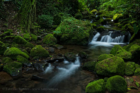 RAINFOREST STREAM