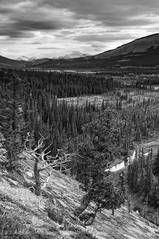 OVERLANDER TRAIL