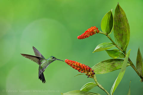 GREEN CROWNED BRILLIANT