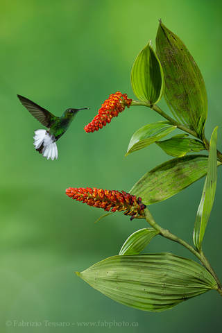 COPPERY HEADED EMERALD at ORCHID FLOWER