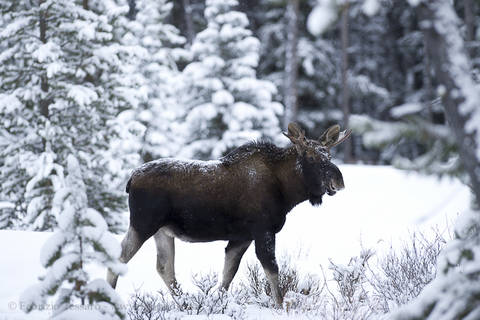 JUVENILE MOOSE