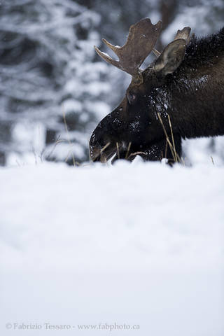 JUVENILE MOOSE
