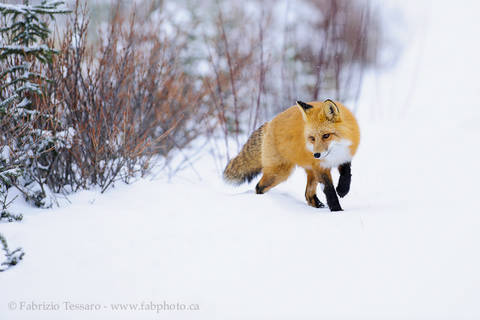 RED FOX