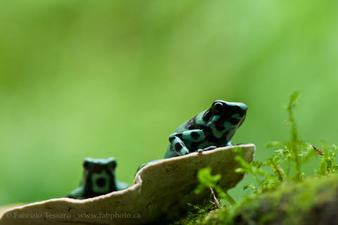 BLACK and GREEN POISON FROGS