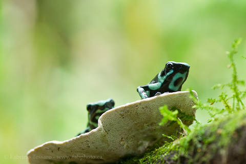 BLACK and GREEN POISON FROGS