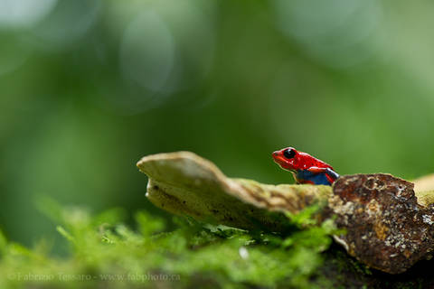 STRAWBERRY POISON FROG