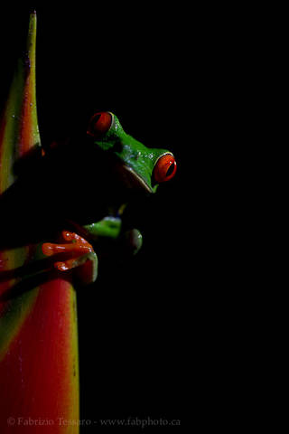 RED EYED TREE FROG