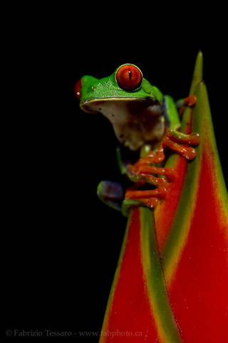 RED EYED TREE FROG