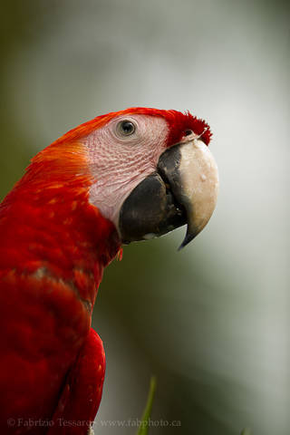 SCARLET MACAW