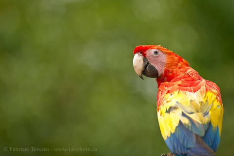 SCARLET MACAW