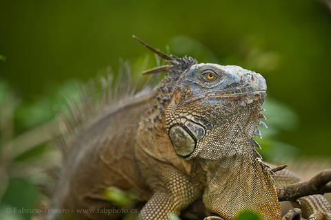 GREEN IGUANA