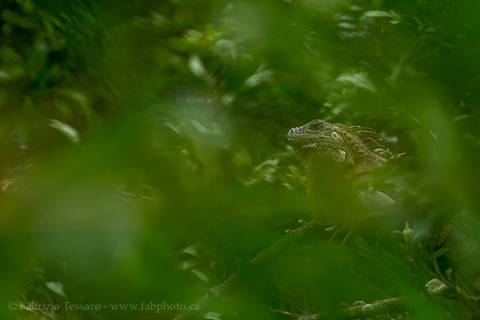 GREEN IGUANA