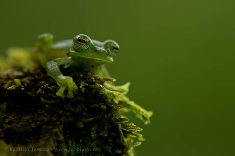 EMERALD GLASS FROG