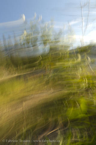 GRASS ABSTRACT