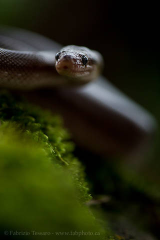 costa rica, snake, non-venomous, reptile