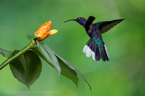 VIOLET SABREWING