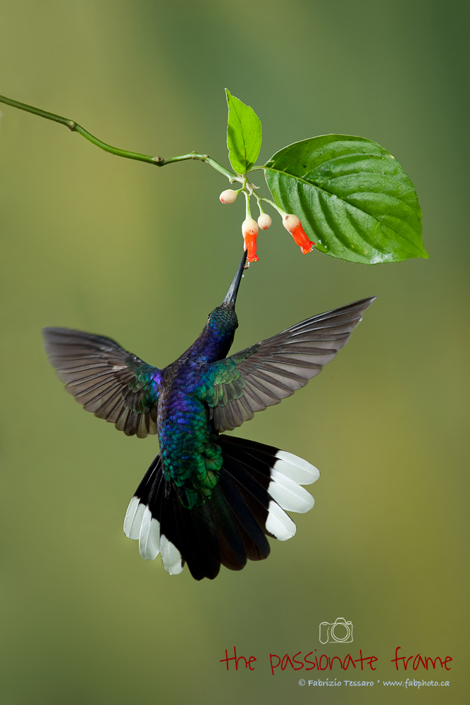 A Violet Saberwing Hummingbird swoops in to feed at our hummingbird multi-flash set up with Greg Basco in Cost Rica.