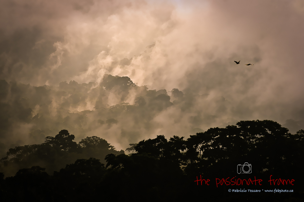 A typical morning  in the cloud forest near Arenal Volcano in Costa Rica