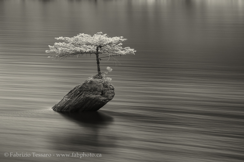 Miyagi Bonsai Fairy Lake, Vancouver Island The Passionate Frame